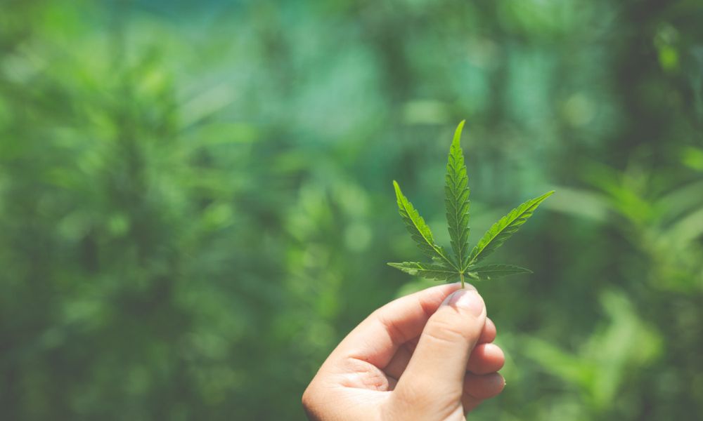 Ganja Leaf