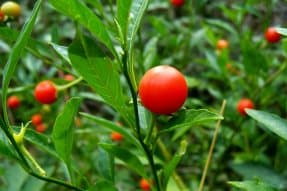 ASHWAGANDHA: WELCOME TO THE WORLD OF THE ADAPTOGEN - VEDI