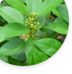 Gudmar, a medicinal herb