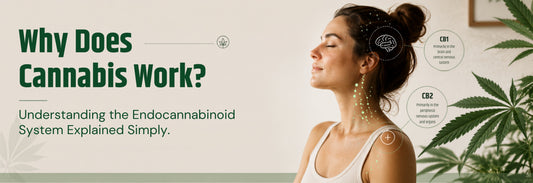 How Cannabis Interacts With the Endocannabinoid System
