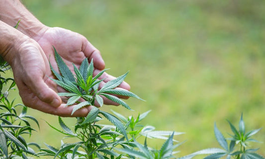 Hemp Cultivation in India