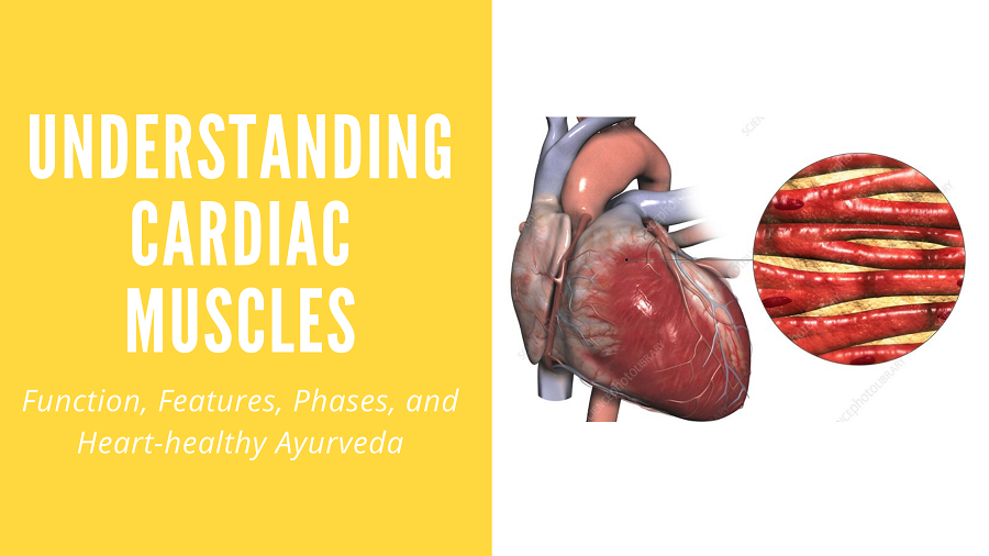 What is the specific function of heart? Understanding Features, Phases, and Heart-healthy Ayurveda