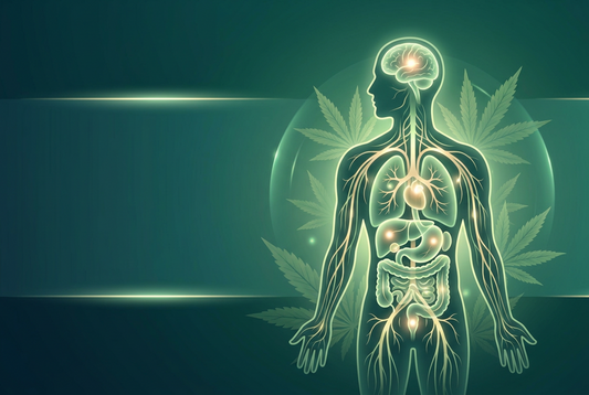 How Cannabis Medicine Actually Works in Your Body