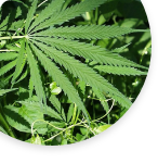 Illustration or image related to cannabis products