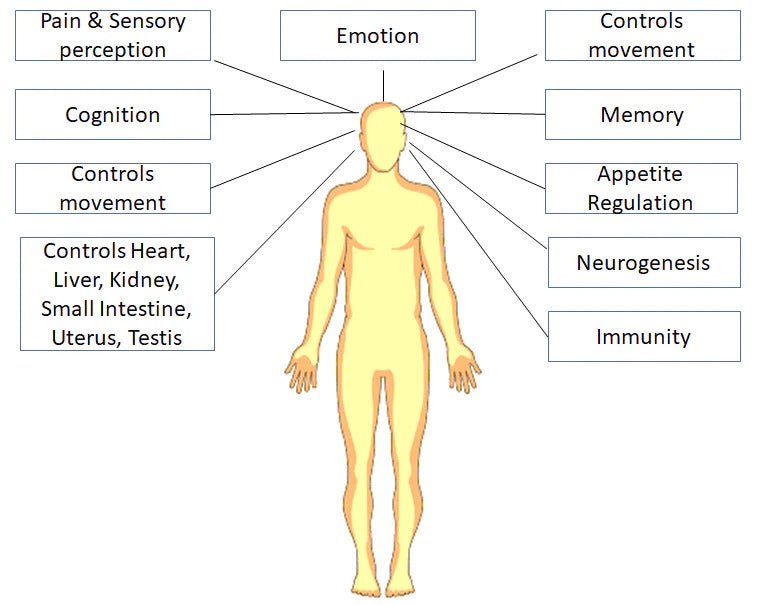 ROLE_OF_ENDO-CANNABINOIDS.jpg