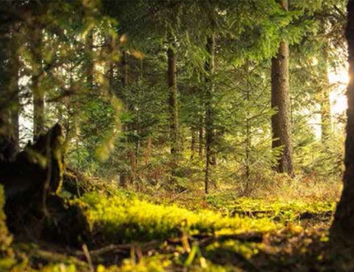 <p>ORGANIC </p><p>EXPLORING THE FOREST</p><p> OF WELLNESS</p>